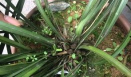 兰花姐姐最新爆料,娱乐圈幕后真相大曝光！